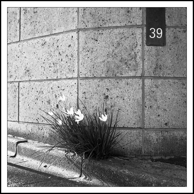 a black and white picture of daffodils