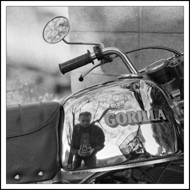 My Portrait. Oh, this is going to be good. I would like to think I am pleasing on the eye. Short cropped greying hair, no glasses, no facial hair, highish cheekbones, a small dimple in my chin. As a child I had chicken pox. I had a rather itchy spot to the (my) left of my nose which I would not stop scratching even at the protestations of my mother who said if I did not stop scratching it it would leave a mark. It did, she was right, but the scratching was worth that slight skin blemish! This black and white photograph is a self-portrait taken with a Rolleicord Vb camera. On my travels in Tokyo I found a Honda Gorilla mini-motorbike with a rather well polished petrol tank. In bold capital letters on the tank is the word 'Gorilla'. Given that my given name is Guy, I could not let the chance pass without a suitable portrait. So I placed myself to the left of the word leaning down looking at the tank and took a shot. One of my most favourite images. Check out the Gorilla gorilla gorilla who resided at London Zoo from the late 1940s until the early 1980s and you'll then understand the subtle humour of this portrait.